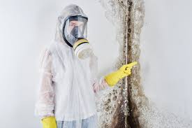 Reliable Rochester, NH Mold Removal & Remediation Solutions